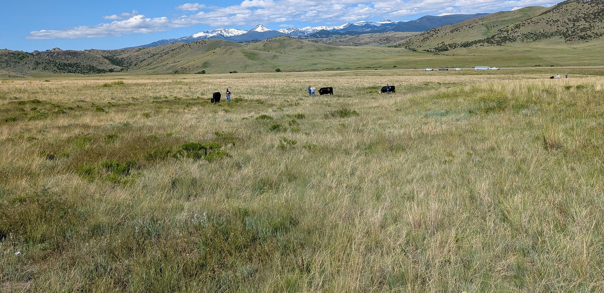 livestock