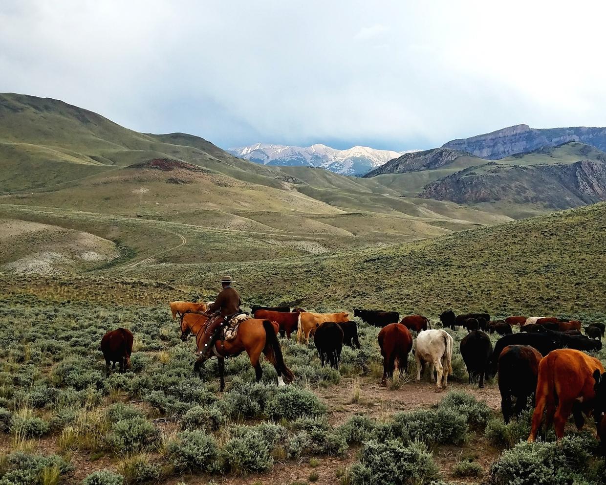 The Future of Rangelands