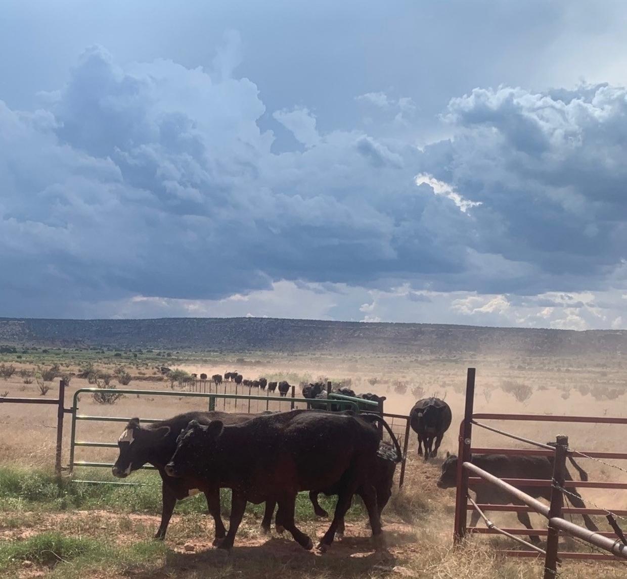 The Role of Rangeland Management