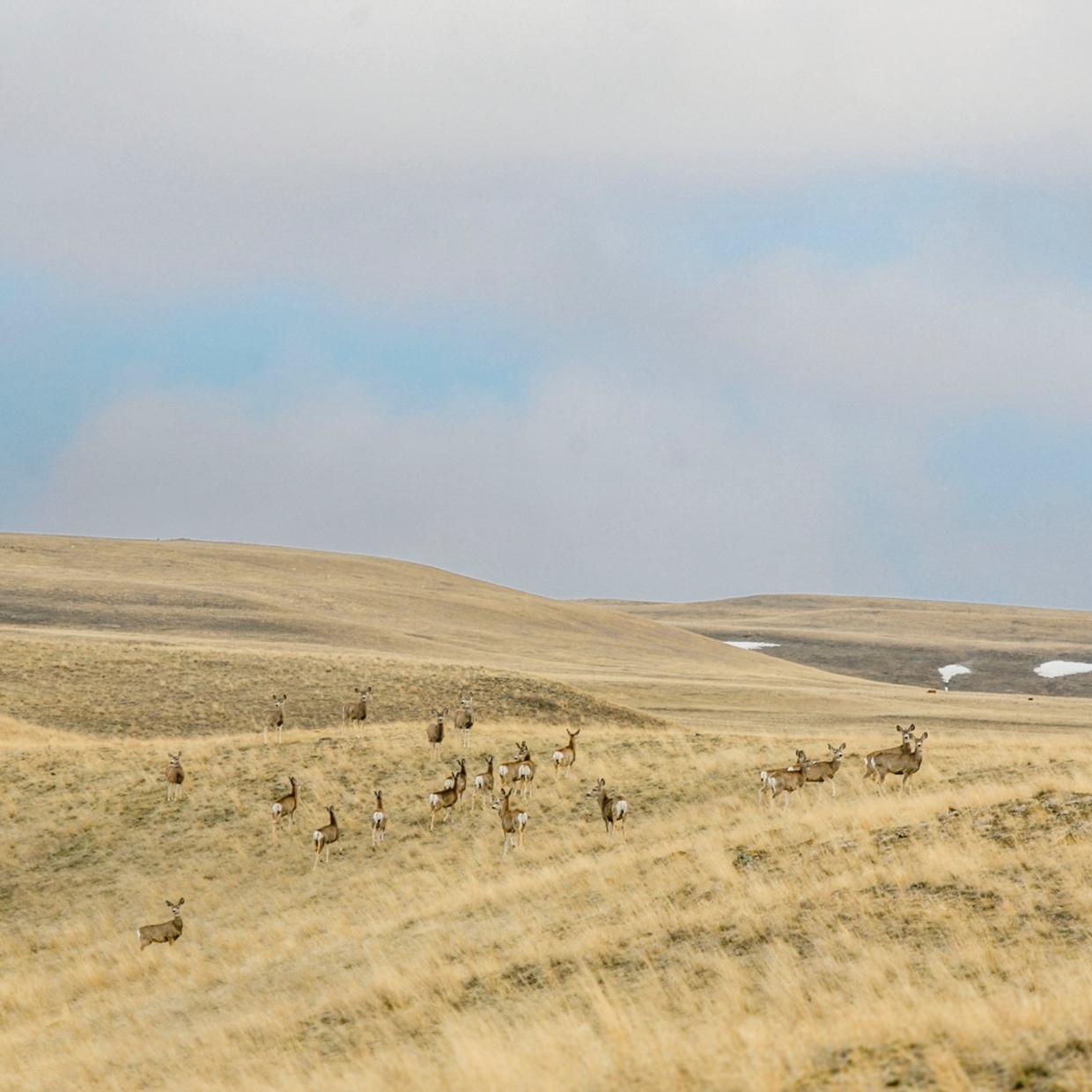 deer on rangeland