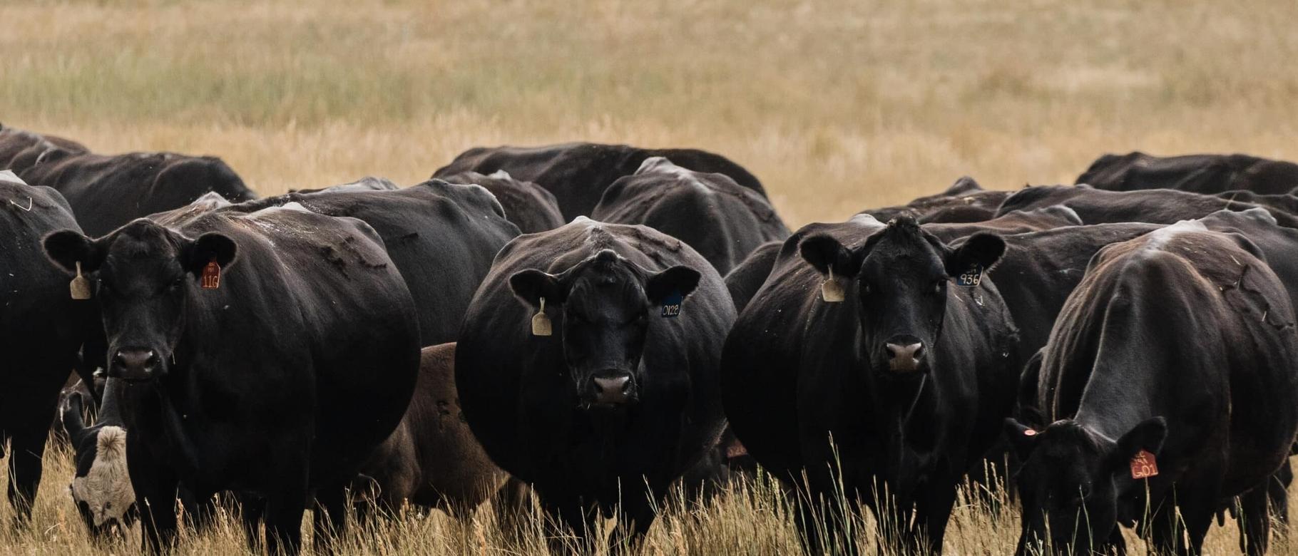 Image from Northern Ag Network Article