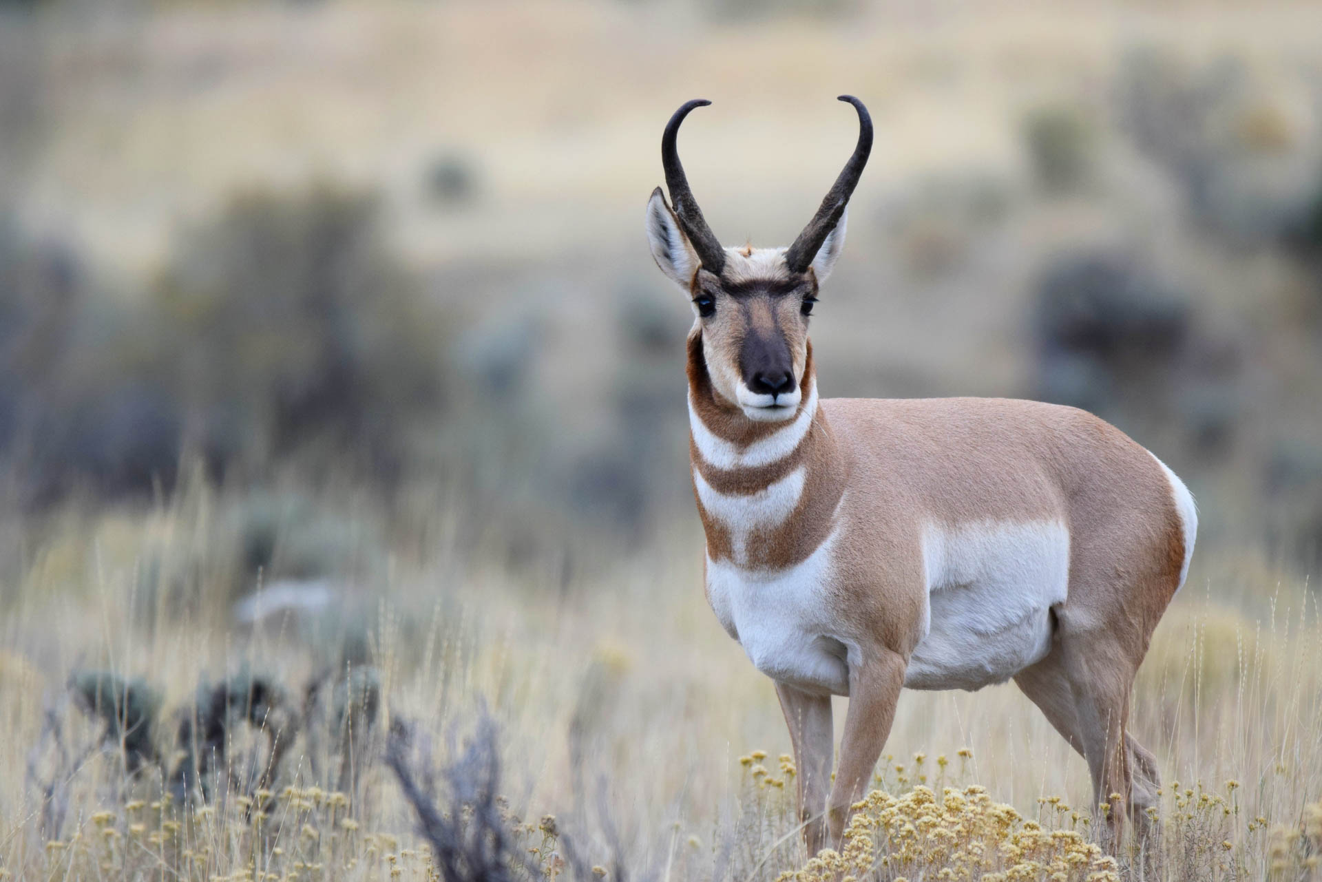 University Website Display Contest | Rangelands