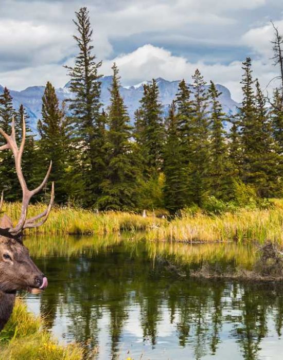 Grandiose landscape in the Rocky Mountains. Deer with branched horns graze on the shore of a shallow lake. The concept of ecological and active tourism